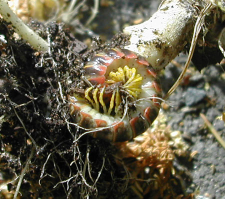 millipede or centipede-closeup