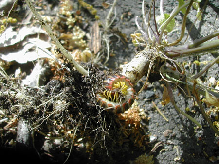 millipede or centipede