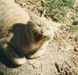 The dreaded vampire cat of NJ