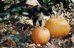 Runt sniffs the pumpkin