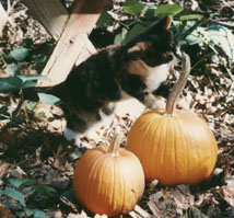 Runt steps delicately onto the pumpkin to sniff further